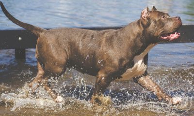 Picture of pitfall dog for the article 'Story Time: White Liberal Indifference is Not Progressive'