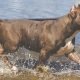 Picture of pitfall dog for the article 'Story Time: White Liberal Indifference is Not Progressive'